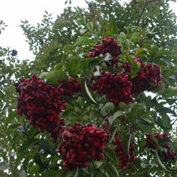 红果树